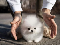 Pomeranian ursulet mini