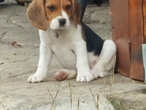 Beagle tricolor in varsta de 7 saptamani