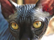 Pisica Sfinx Sphynx Elf cu Pedigree