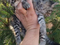 American shorthair hipoalergenici