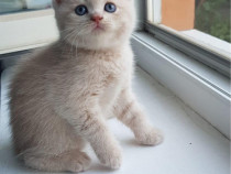 British shorthair crem