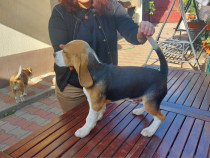 Beagle caută familie