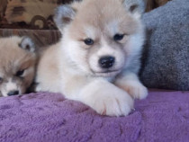 Akita Inu Japonez