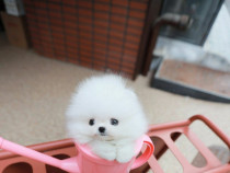 Pomeranian Mino Teeacup