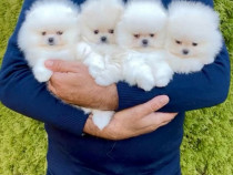 Pomeranian teeacup asigur transport