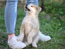 Căței Akita Inu japonezi