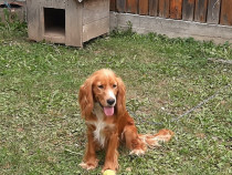 Cocker Spaniel în vârstă de 1 an și 2 luni