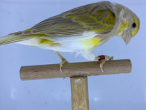 Canari razza espaniola