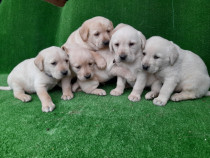 Puiuți Labrador Golden și Black