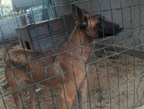 Catelusa ciobanesca belgian malinois