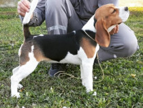 Beagle femelă de vânzare