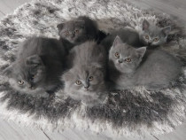 Vând british shorthair/ scottish fold