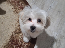 Bichon maltez mascul