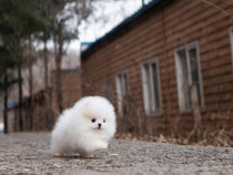 Pomeranian mini boo????