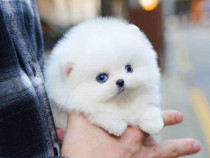 Pomeranian mini teacup