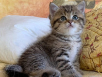 British Shorthair rasa pura