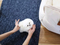 Pomeranian mini boo