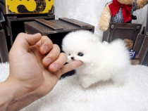 Pomeranian mini boo asigur transport