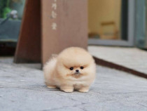 Pomeranian mini toy asigur transport