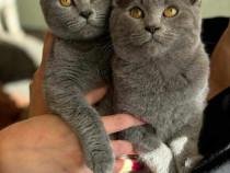 Pui British blue shorthair