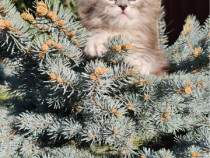 Maine Coon puiuți