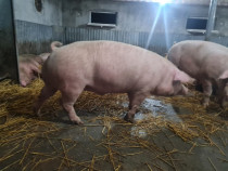 Vindem Porci mari și mici Crescuti Natural 13lei kg