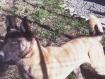 Ciobănesc Belgian Malinois