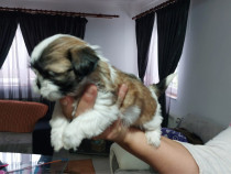 Pui shih tzu 2 luni