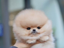 Pomeranian mini boo teeacup