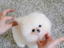 Pomeranian puppy teeacup mini boo