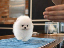 Pomeranian boo mini