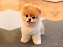 Pomeranian boo origina