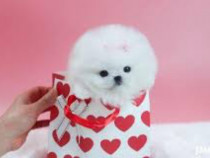 Pomeranian talie foarte mica toy