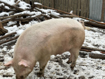 Porc de carne 250 kg