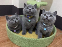 British shorthair băieței și fetițe