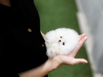 Pomeranian teeacup mini toy Asigur transport