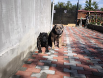 Mascul Cane Corso