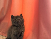 British shorthair golden