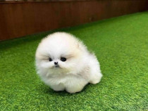 Pomeranian Miniatural boo calitate nr 1