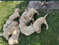 Labrador retriver auriu cu garanție