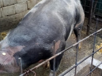 Porci de vânzare