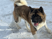 Cățel Akita American