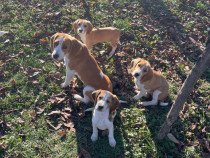 Beagle bicolor si tricolor