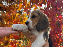 BEAGLE cadoul perfect de Craciun