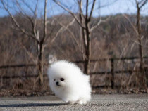 Pomeranian boo adevărat