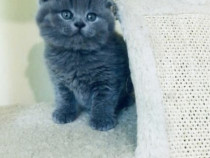 Pisici top calitate British shorthair scottish fold