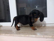 Căței Teckel 2 Masculi (tekel/techel/dachshund) pitic