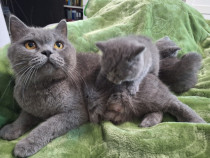 Pui British shorthair