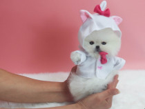 Pomeranian Cadoul ideal mini boo