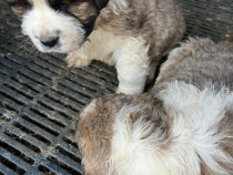 Câine Saint Bernard